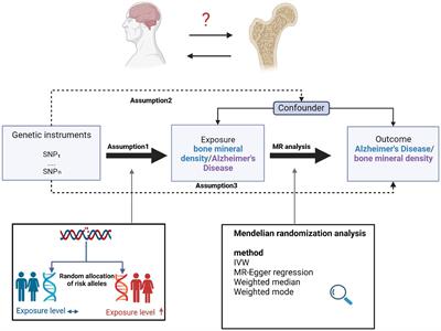 No genetic causal association between Alzheimer’s disease and osteoporosis: A bidirectional two-sample Mendelian randomization study